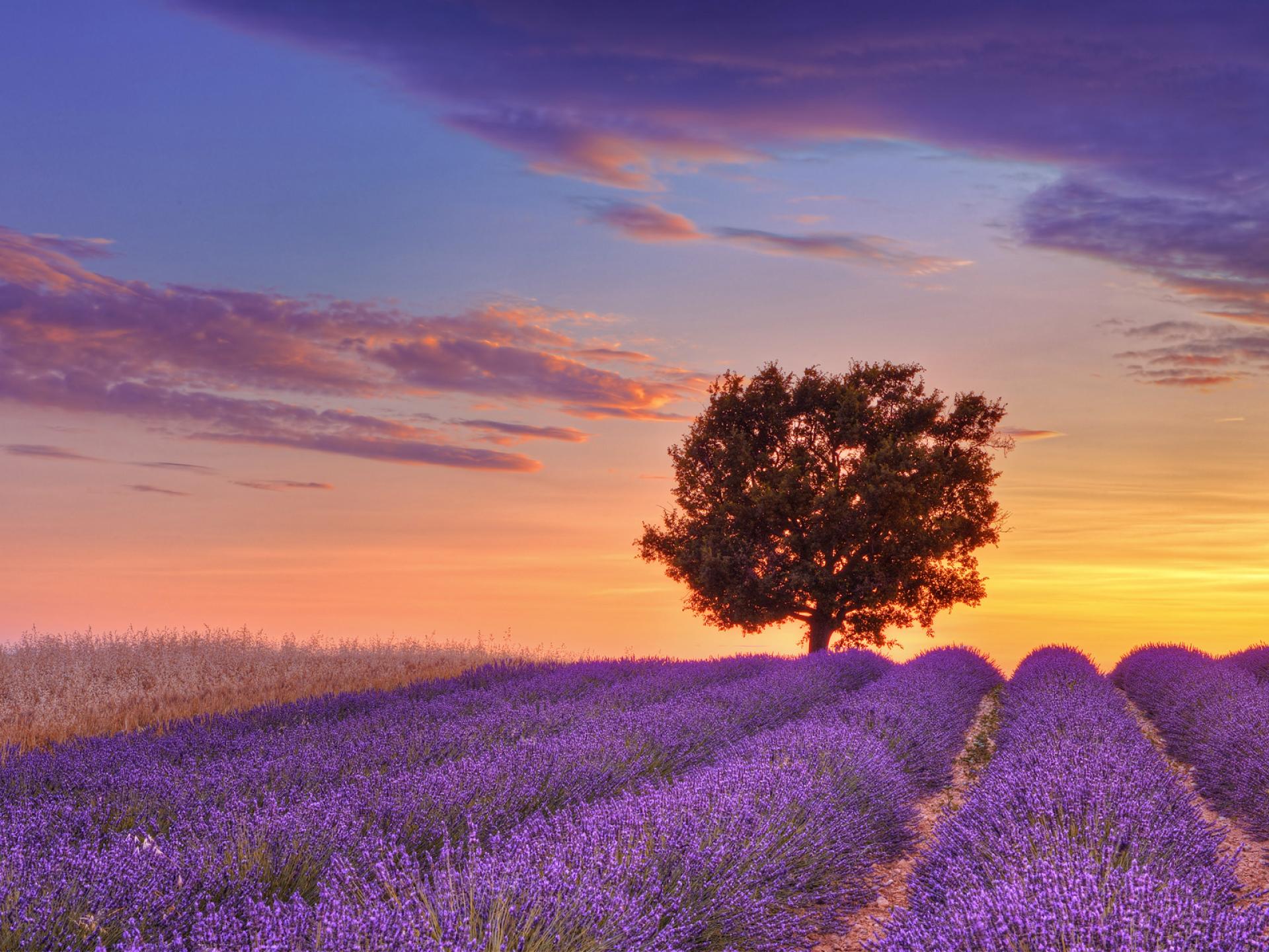 A Journey of the Senses | Lavender Region, Provence, South of France